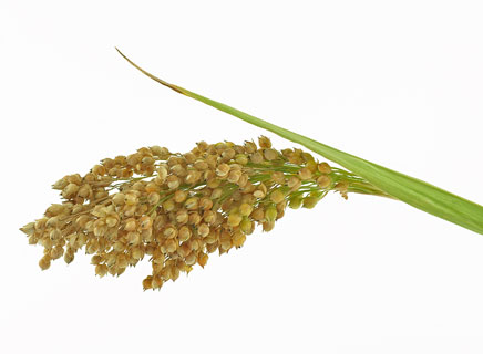 Quinoa