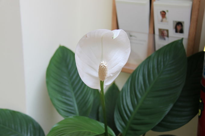 Peace Lily