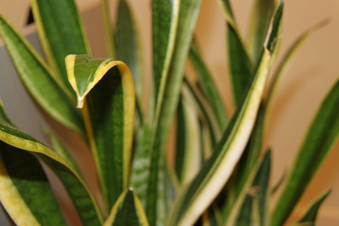 Snake plant