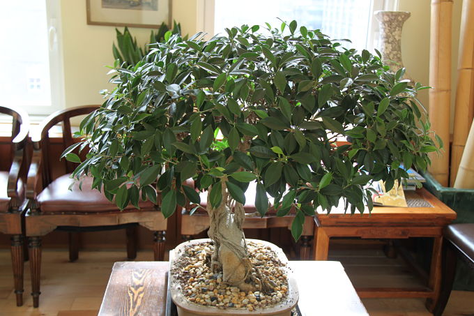 Ficus