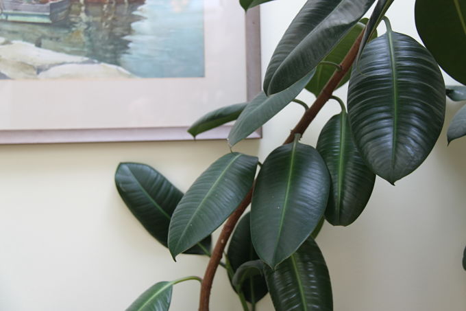 Rubber tree Rubber tree