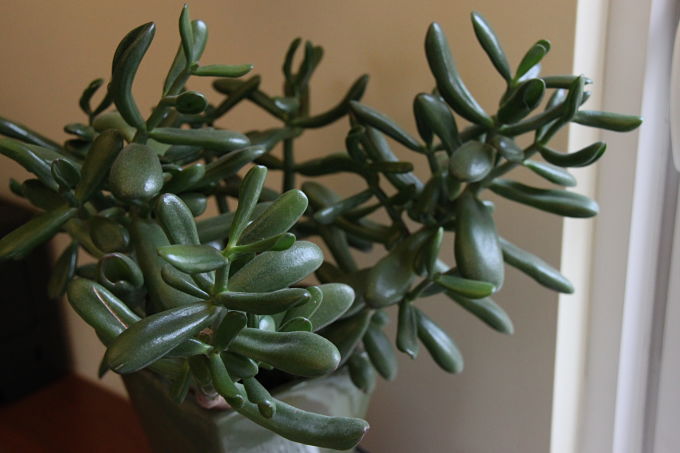 Jade Jade