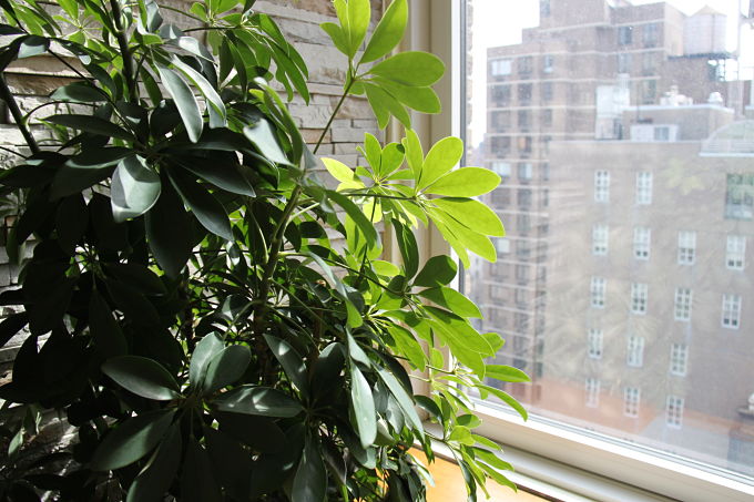 Schefflera Schefflera