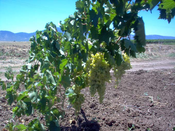 The vineyard in Greece, 2006. 