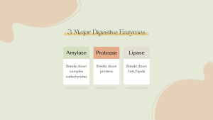 Infographic of the 3 major digestive enzymes in the human body. Amylase breaks down complex carbohydrates. Protease breaks down proteins. Lipase breaks down fats/lipids.